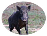 Planting for Wild Boar